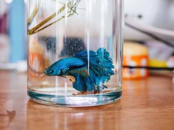How To Get Betta Fish For Under&nbsp;$100